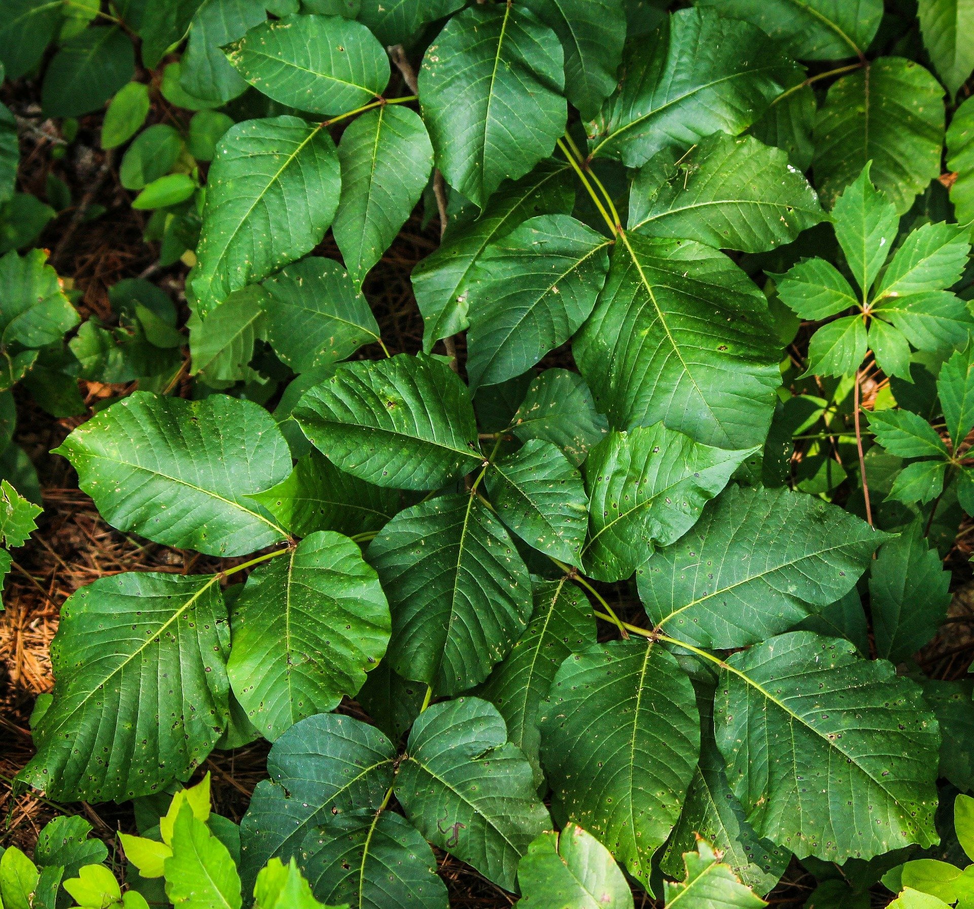 Differences Between Poison Ivy Poison Oak Indigo